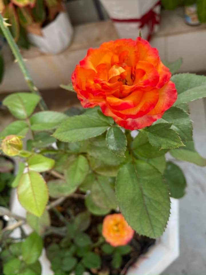 Bán Đất Lúa 2000m² Đức Hòa, Long An - Gần Chợ Tầm Vu, Đường Đan Rộng