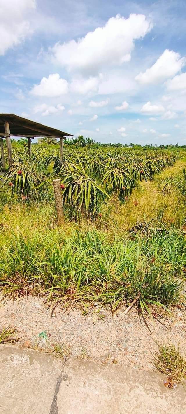 Bán Đất Mặt Tiền Lộ Dừa, Châu Thành, Long An - 250m² Giá 1.5 Tỷ