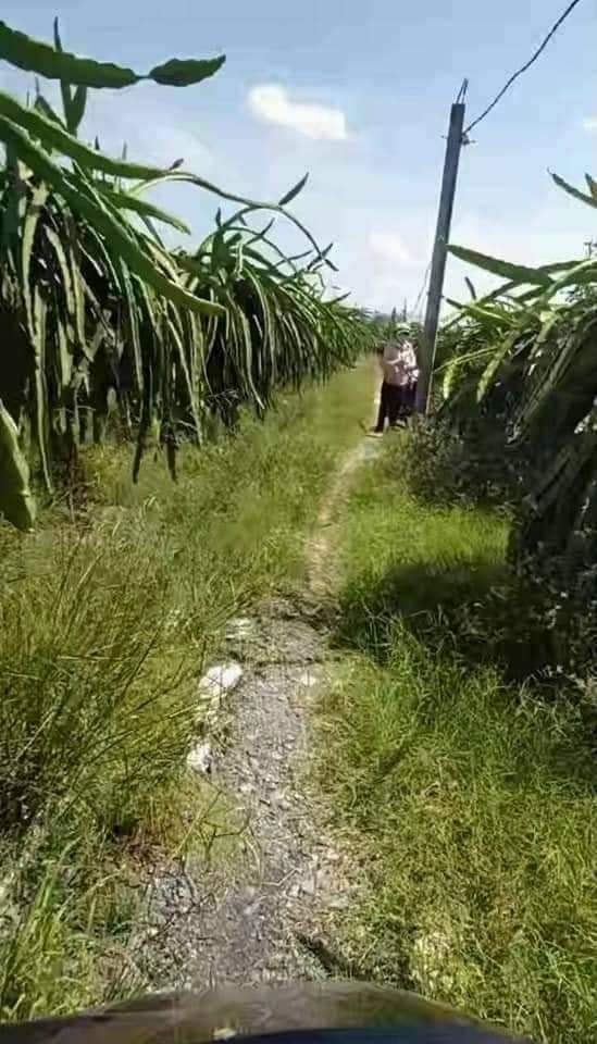 Bán Đất Nền Long An 1450m² Giá 6 Tỷ - Sổ Đỏ Chính Chủ