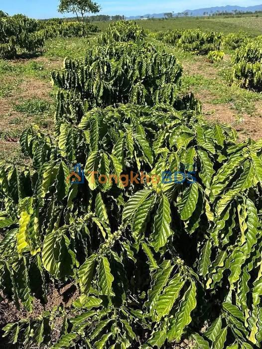 Đất nền Lộc Sơn Bảo Lộc 3.060m² giá 3,3 tỷ - Tiềm năng tăng giá