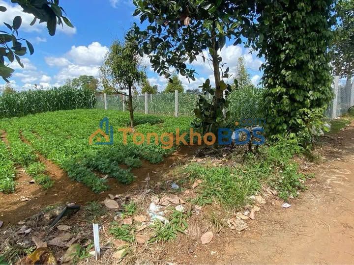 Đất 41 Lạc Long Quân Bảo Lộc 168m2 1 tỷ - Đường nhựa 5m