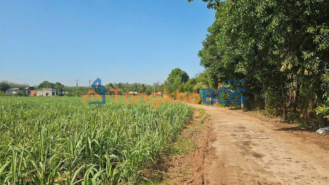 Bán gấp đất 1225m² tặng vườn cao su 35x35m, TP Tây Ninh - Giá 285 triệu