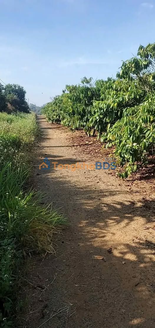 Đất Nền 1142m² Lộc An, Bảo Lâm - Sổ Đỏ Sẵn Sàng, Giá Đầu Tư 550 Triệu