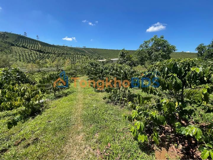 Đất nền Lộc Ngãi Bảo Lâm 24.000m² 30,67 tỷ - Sổ hồng