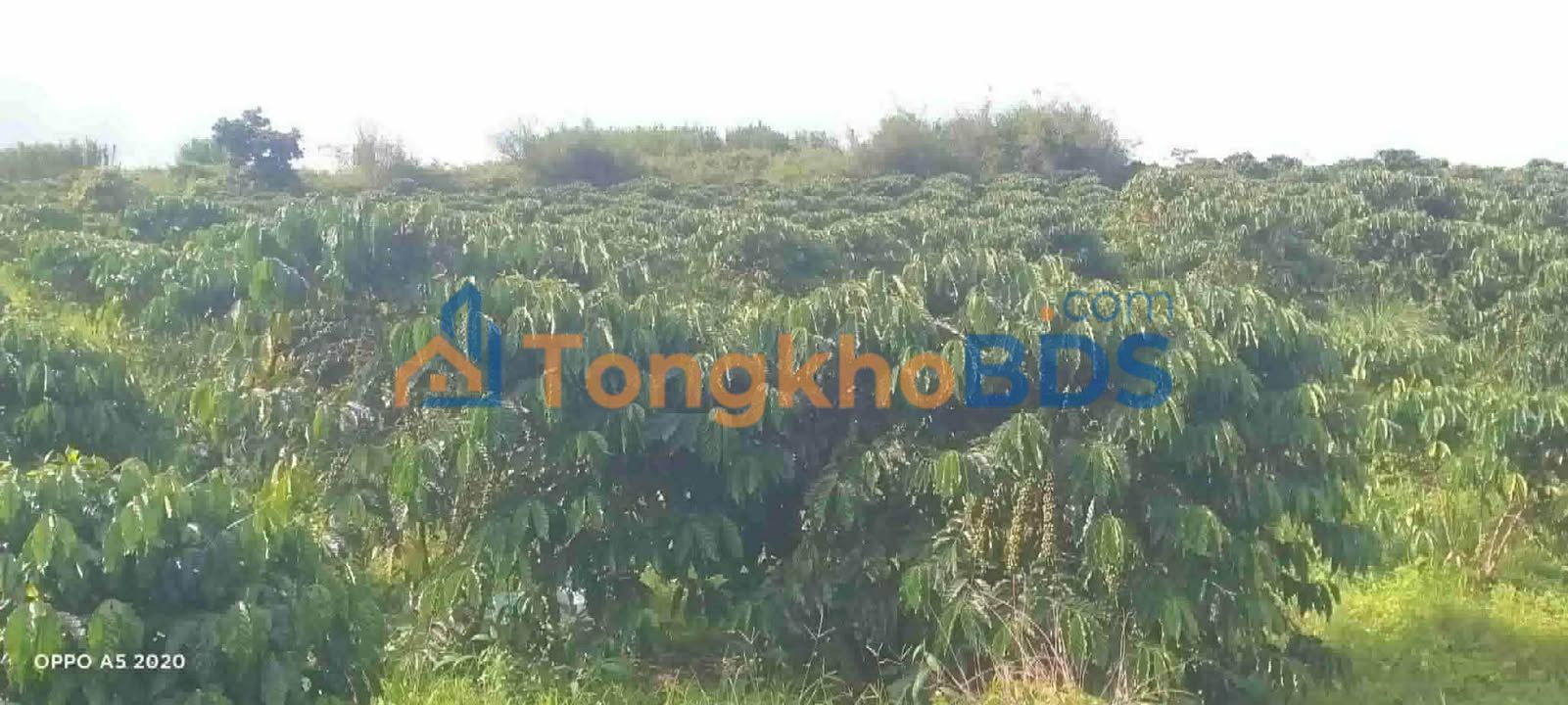 Bán Đất Vườn Lâm Hà, Lâm Đồng - 2.3ha Mặt Tiền 270m, Giá Đầu Tư 5.75 Tỷ