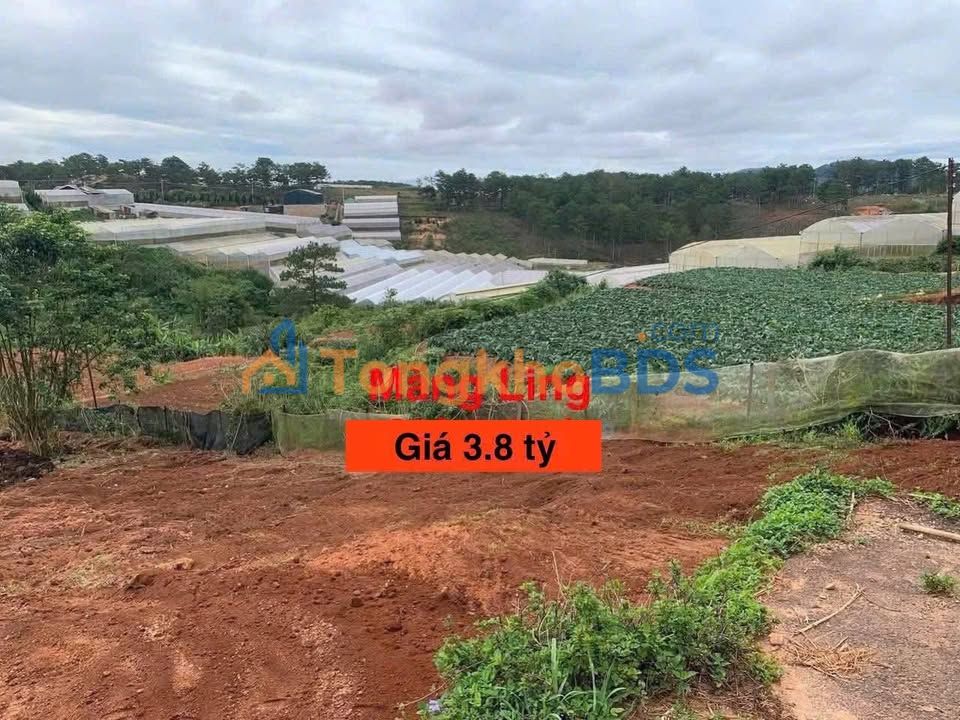 Đất Biệt Thự Đà Lạt 202m² Sổ Riêng - View Thoáng Măng Ling