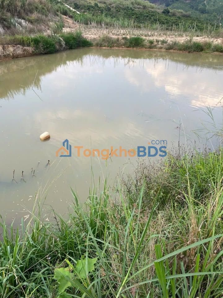 Cho thuê 10.000m² đất nông nghiệp tại Lâm Hà - Sẵn điện nước, giá tốt