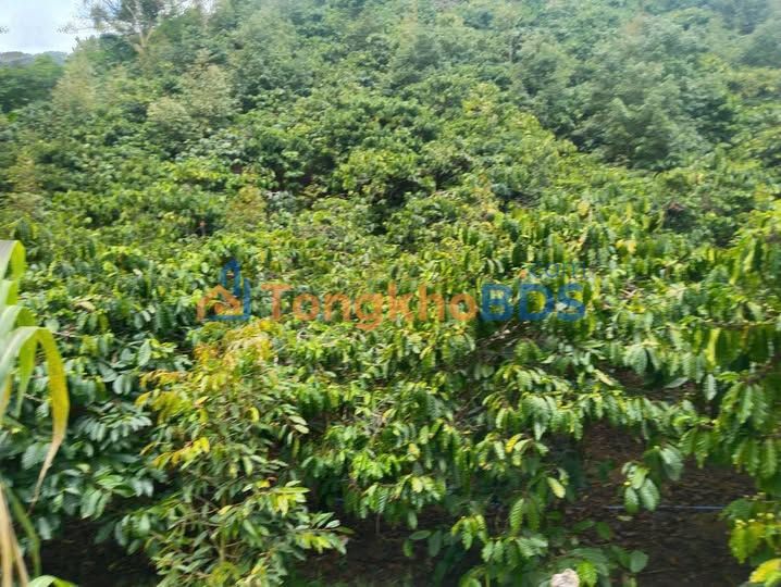 Farm 8500m² Lộc Nam, Bảo Lâm - Vườn Cây Ăn Trái, Thu Nhập Khủng