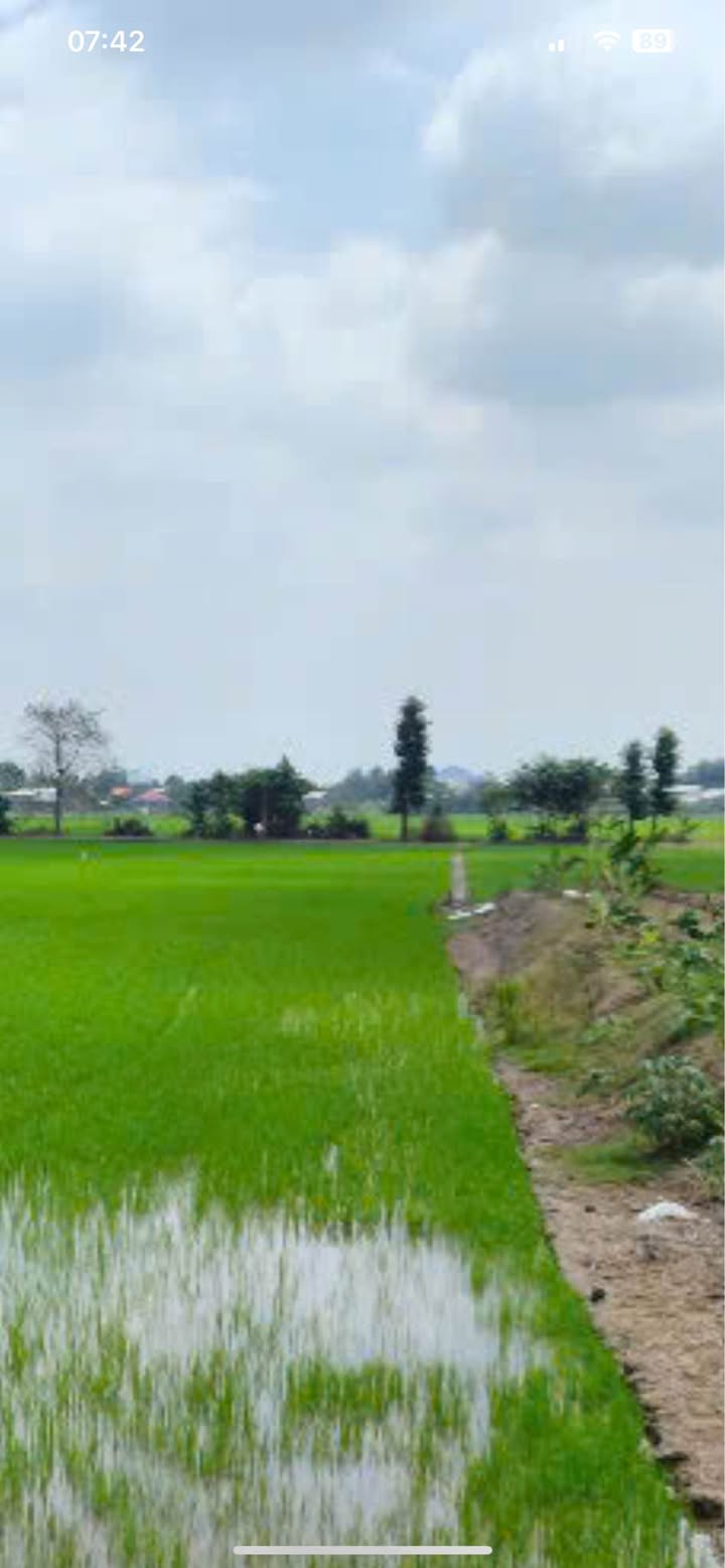 Đất Lúa 1300m² Đồng Tháp - Sổ Đỏ Sẵn Sàng, Giá 300 Triệu