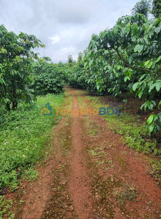 Đất Nền Lộc Ngãi, Bảo Lâm 5000m² - Giá 2.9 Tỷ, Đường Ô Tô, View Đẹp