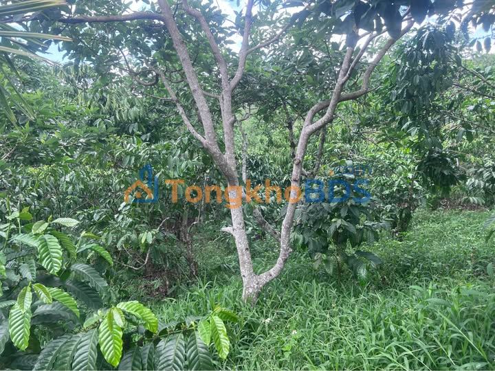 Đất vườn Lộc Đức 540m² giá 600 triệu - Sổ đỏ chính chủ