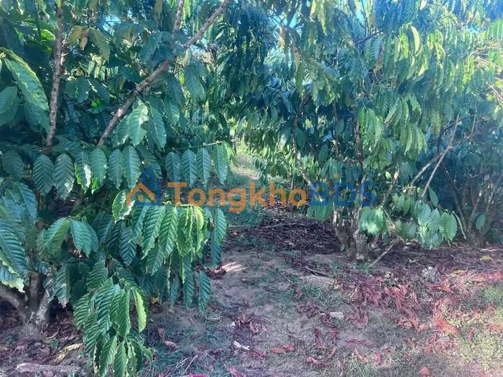 Đất vườn Lộc Đức Bảo Lâm 7.300m² 4.38 tỷ Sinh thái xanh