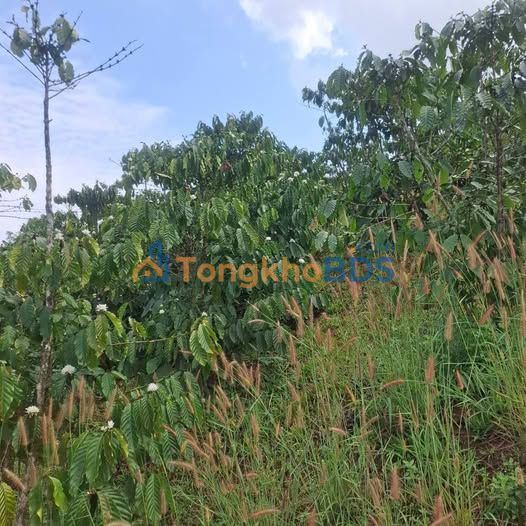 Đất nền Lộc Bắc Bảo Lộc 1ha 2.868 tỷ - Sổ đỏ chính chủ