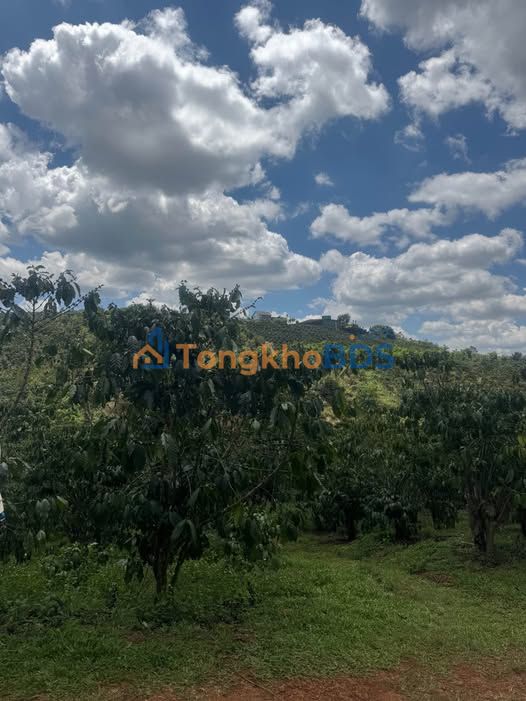 Đất vườn Lộc Ngãi Bảo Lâm 1.2ha/16 tỷ - Sinh thái xanh