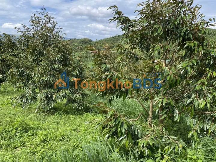 Bán Gấp 8 Sào Vườn Sầu Riêng Lộc Thành, Lâm Đồng - Sẵn Sàng Đầu Tư