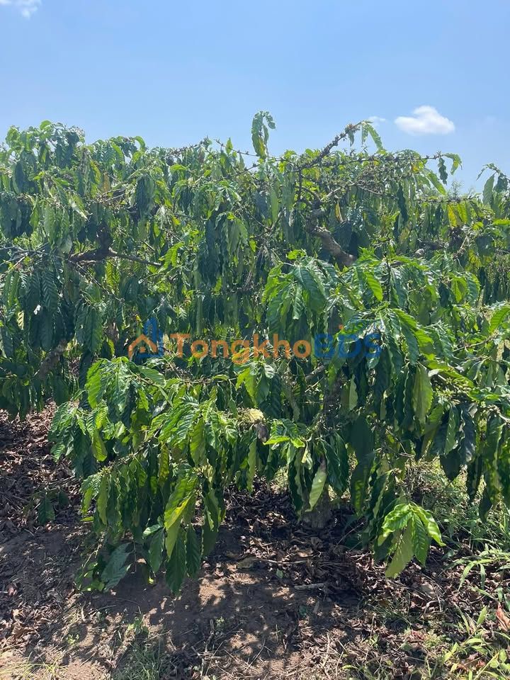 Đất Nền Ea H'Leo, Đắk Lắk - 9600m² - Sổ Sẵn, Giá Tốt