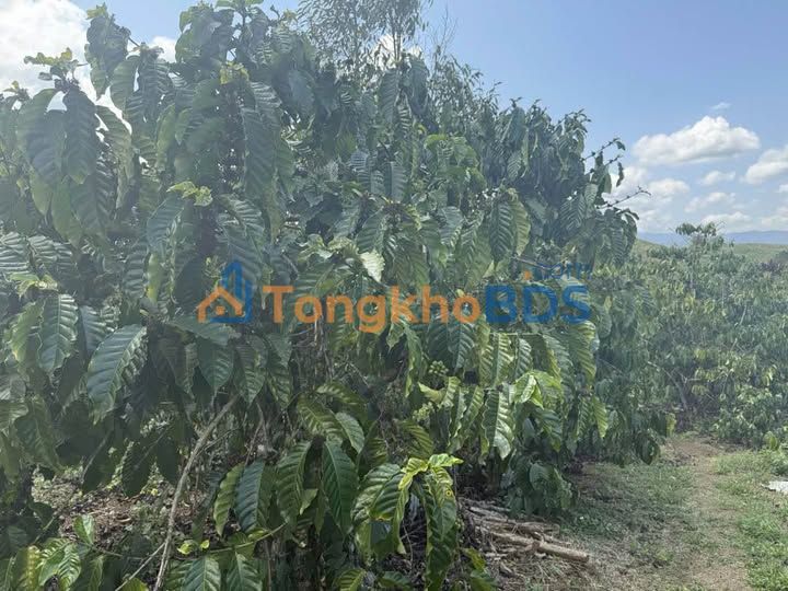 Đất Vườn Nghỉ Dưỡng 1.5ha Xã Lộc Phú, Bảo Lâm - Sổ Đỏ Rõ Ràng