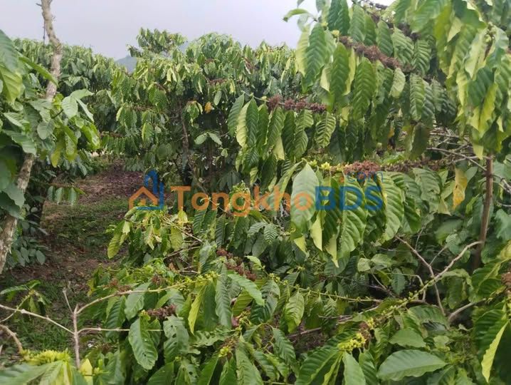 Farm Cafe 12.000m² Lộc Thành, Bảo Lâm - View Hồ Đẹp, Giá 3.6 Tỷ TL