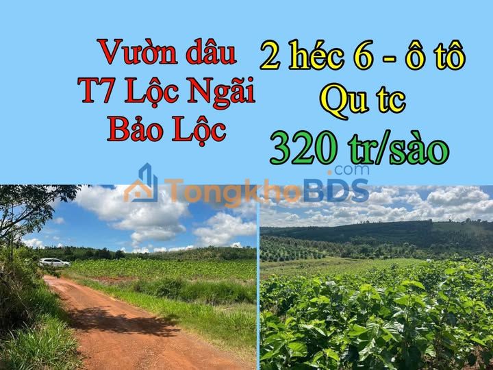 Đất Vườn 2.6ha Lộc Ngãi, Bảo Lâm - Sổ Đỏ Sẵn Sàng