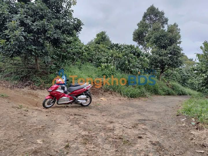 Bán Gấp Đất Vườn Cà Phê 1.1ha TP Bảo Lộc - Mặt Tiền 2 Lộ Giới