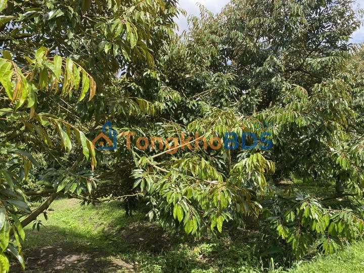 Bán Gấp 7500m² Đất Vườn Sinh Lời Tại Bảo Lâm, Lâm Đồng - Giá 4 Tỷ