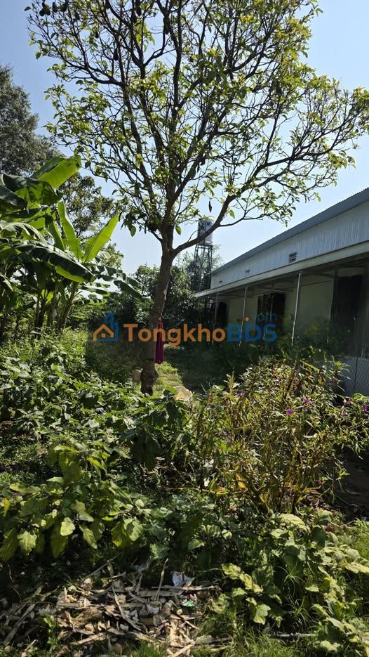 Đất Lộc Thành Bảo Lâm 138m² Sổ Đỏ Sẵn Sàng - Đầu tư hoặc Xây nhà Lý tưởng