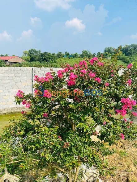 Đất Vườn 580m² Sổ Đỏ Quốc Oai - Hơn 3 Tỷ, Ô Tô Vào Tận Nơi