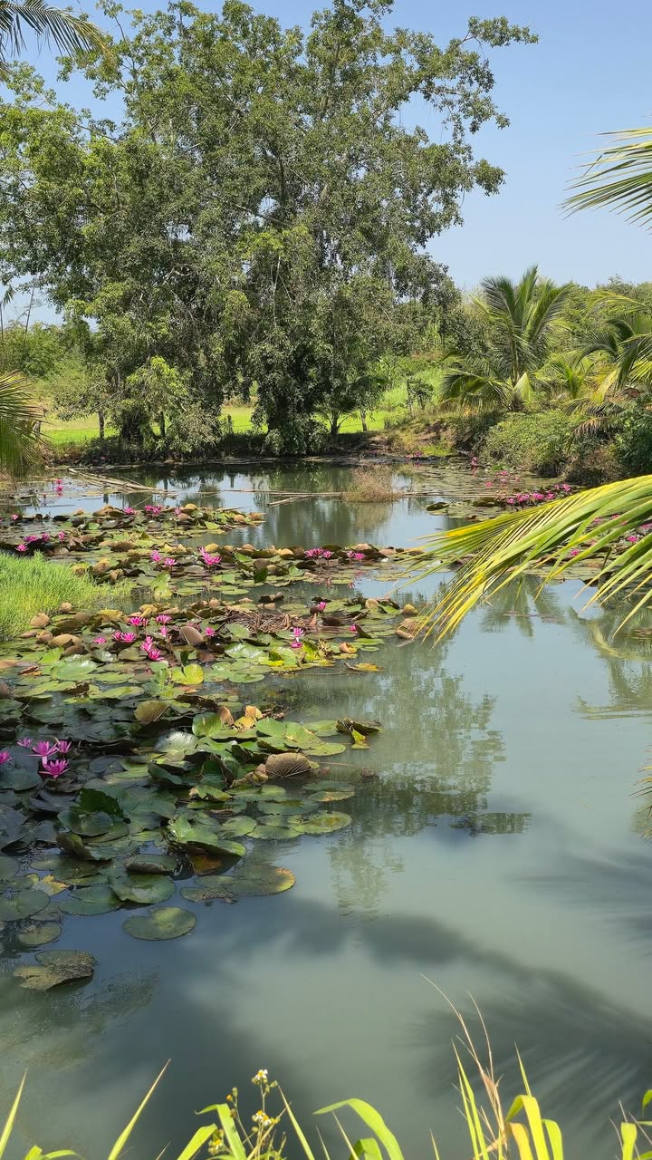 Farm Cafe 6000m² Đắk Lắk - 1.56 Tỷ, Sẵn Sàng Khai Thác