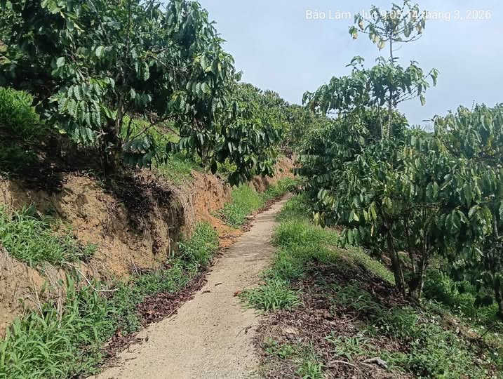 Bán Gấp 2100m² Đất Vườn Tại Bảo Lâm - Sổ Hồng, Sẵn Điện Nước