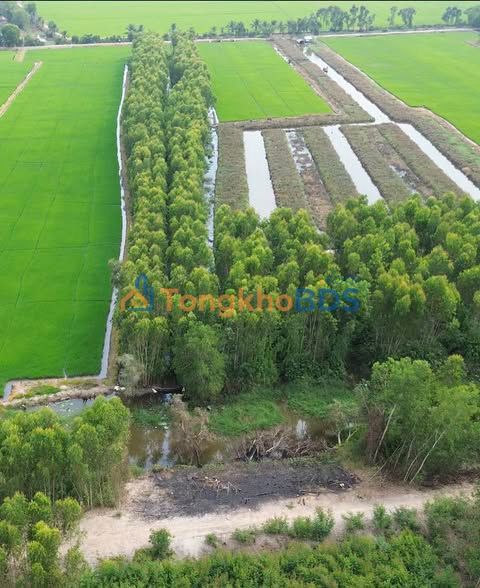 Bán Gấp 5000m² Đất Vườn Tiền Giang - Sẵn Sàng Khai Thác