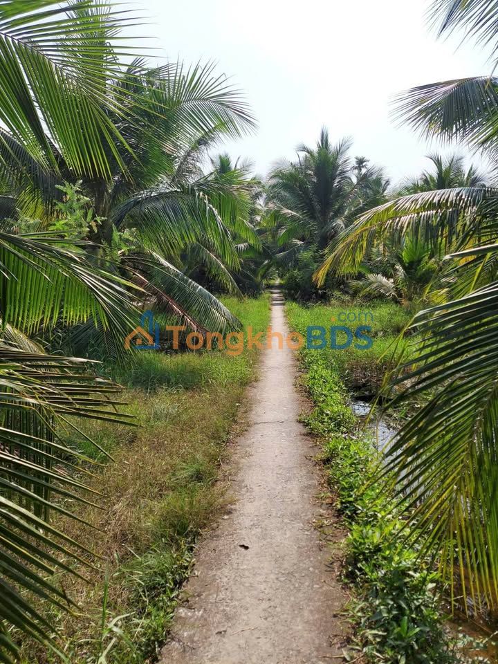 Đất Nền Phú Khương, Bến Tre 196m² - Sổ Hồng Sẵn Sàng, Giá 280 Triệu