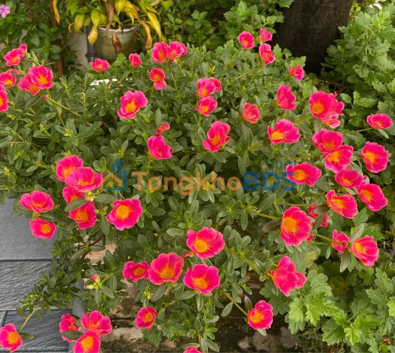 Đất nền 2 mặt ngõ 63m² Bình Kiều, Hải An - Sổ đỏ chính chủ, giá tốt