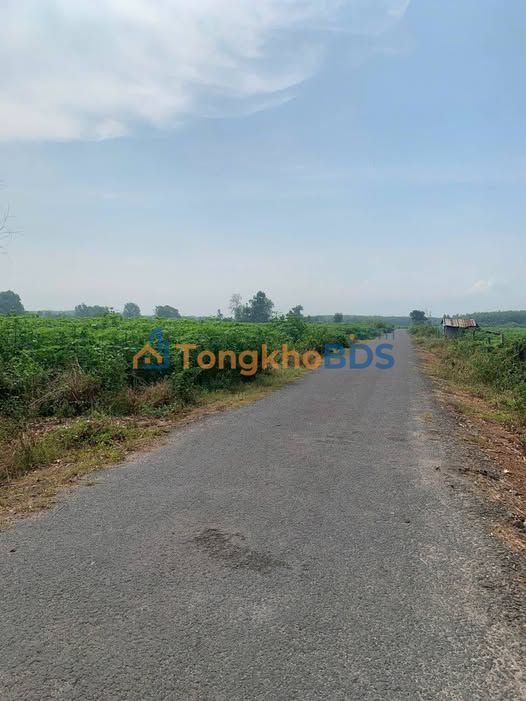 Đất Mặt Tiền Đường Nhựa Ninh Phước 4.5 Công - Giá 1.6 Tỷ