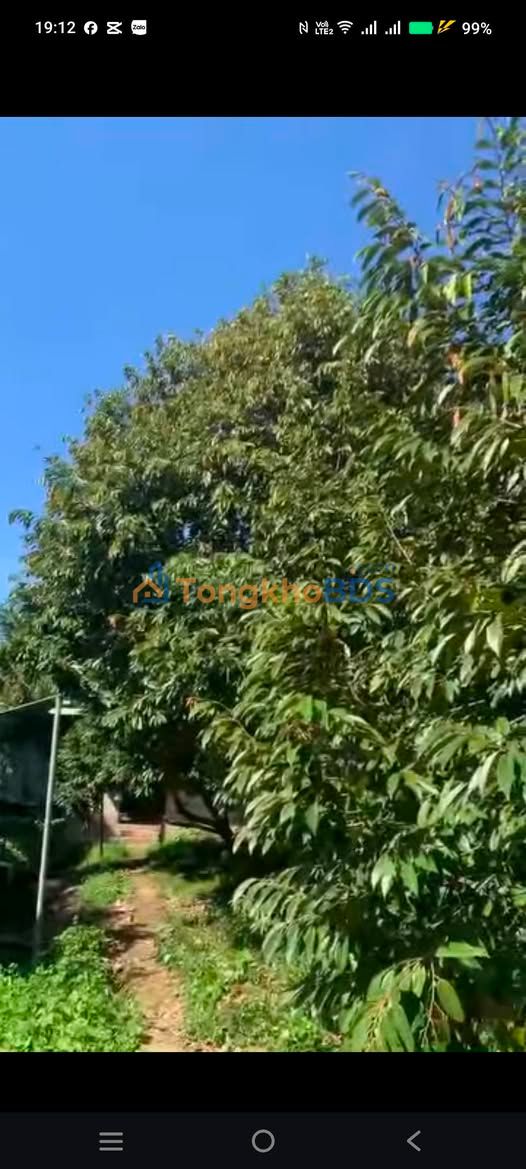 Đất Vườn Musaking Bến Tre 13.894m² - Mặt Tiền 120m, Giá 950 Triệu