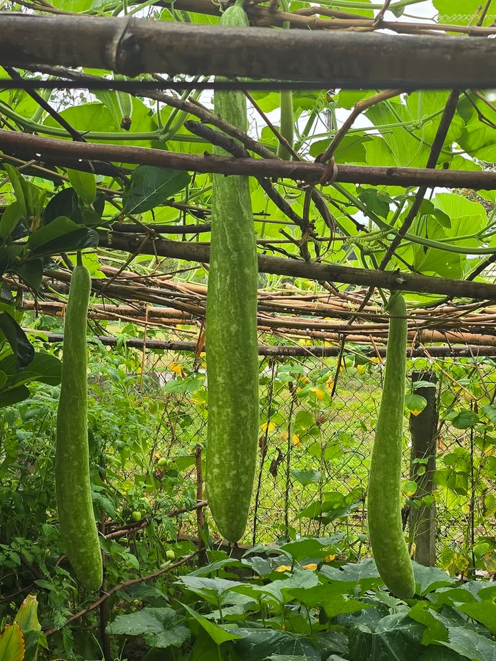 Bán Đất Cẩm Lệ 150m² - Hướng Bắc - Giá Nhỉnh 1 Tỷ