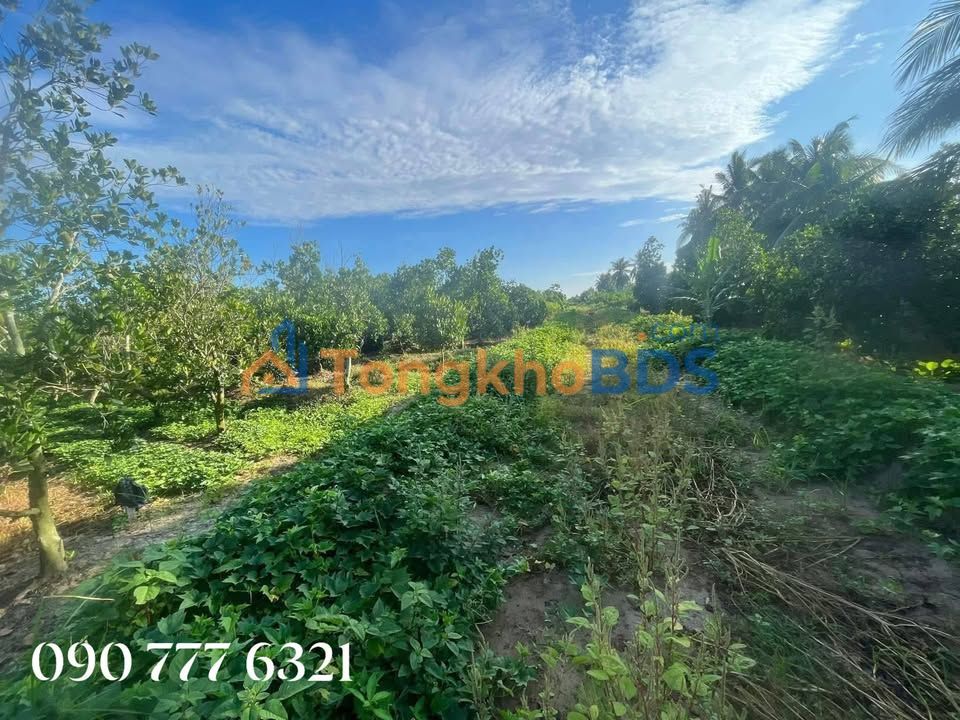 Bán Gấp 18.000m² Đất Mặt Tiền Lộ Nhựa Lớn - Tam Bình, Vĩnh Long