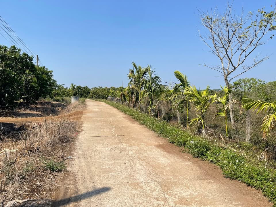 Bán Gấp Farm 3.3ha Đắk Lắk - Giảm Sâu 800 Triệu, Giá Tốt