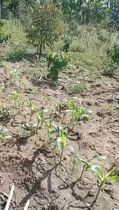 Đất Vườn Đắk Lắk - 2044m² Thổ Cư, View Đồng Mát, Giá Đầu Tư