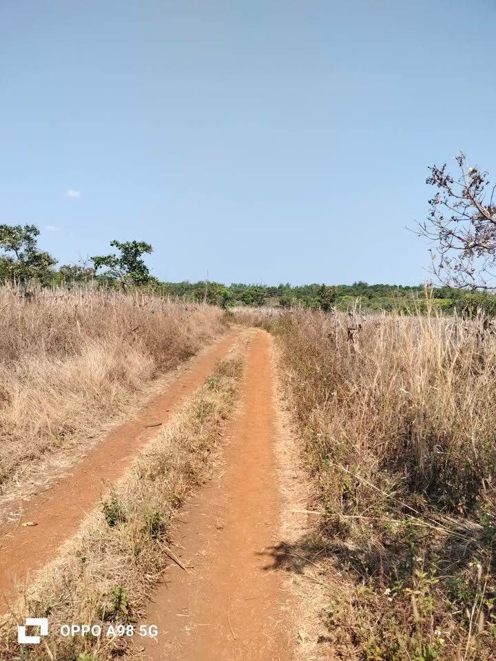 Bán Gấp Đất Farm 9.3 Sào Đắk Lắk - Giá 799 Triệu - Đường Ô Tô Tận Nơi