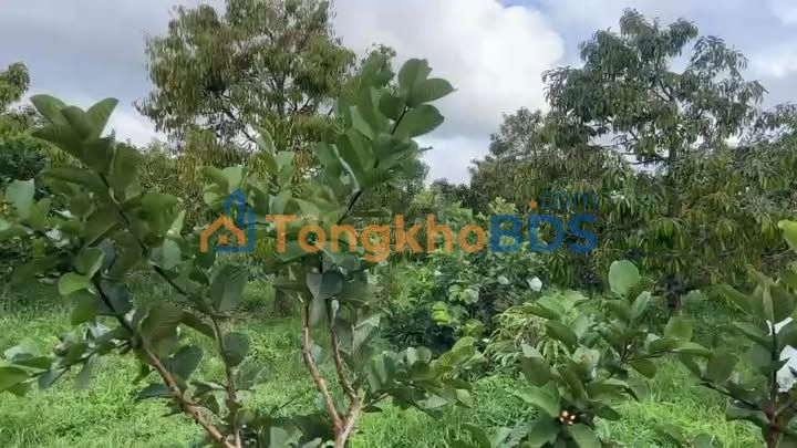 Đất Vườn Ea Kar 9.2 Sào - 58 Cây Sầu Riêng Thu Ổn Định