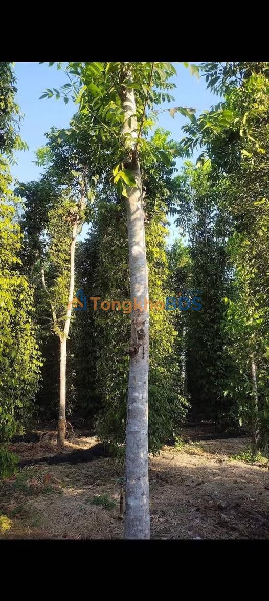 Bán Đất Vườn Đồng Nai 10800m² - Sổ Hồng Sẵn Sàng