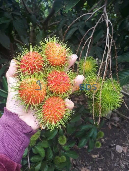 Bán Gấp Vườn Chôm Chôm 2700m² Có Thổ Cư Tại Xuân Lộc, Đồng Nai - Giá Đầu Tư 3.9 Tỷ