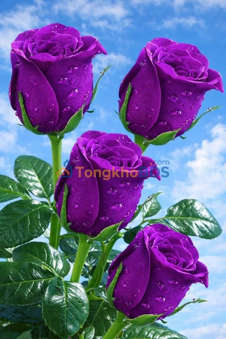 Nhà mặt tiền Nguyễn Chí Thanh, Sa Đéc - 381m², 13 phòng trọ - Giá 5.5 tỷ