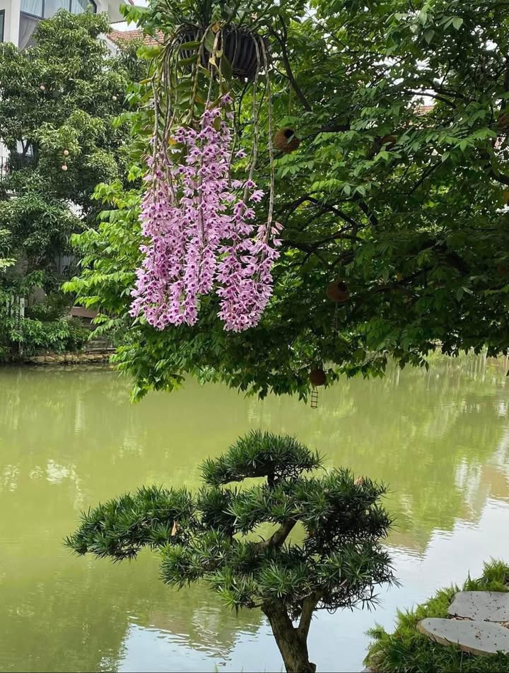 Nhà 4 Tầng Kinh Bắc 81m² Hướng Tây Nam - Vừa Ở Vừa Kinh Doanh