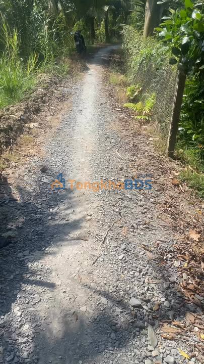 Farm 6000m² Vĩnh Long - Vườn Dừa Xiêm Trĩu Quả, Chôm Chôm Thái Chuẩn Bị Thu Hoạch