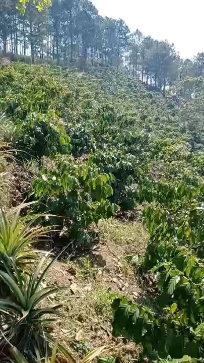 Bán đất Bảo Lộc 700m² - Sổ trích lục, giá 1.3 tỷ thương lượng