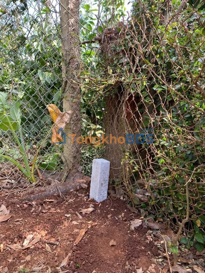 Đất nền Ea Ktur, Cư Kuin 290m² - Sổ đỏ sẵn, giá 599 triệu/lô