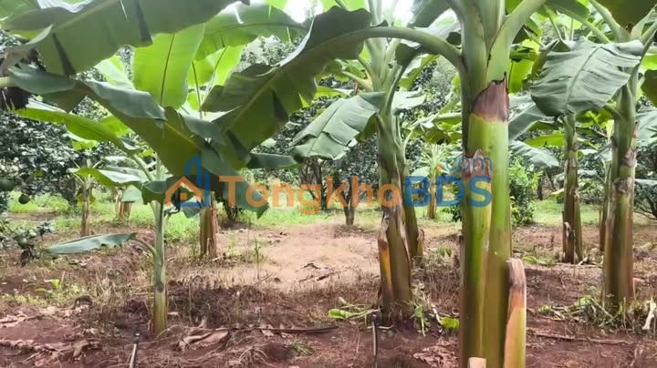 Đất Nền Tân Uyên 2000m² Giá 270 Triệu - Sổ Hồng Riêng