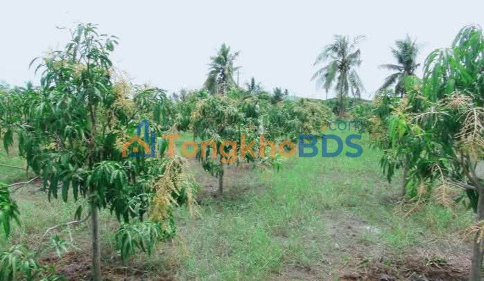 Đất Nền 1000m² Mặt Tiền QL13 Tây, Hớn Quản - Sổ Hồng Riêng, Giá 550 Triệu