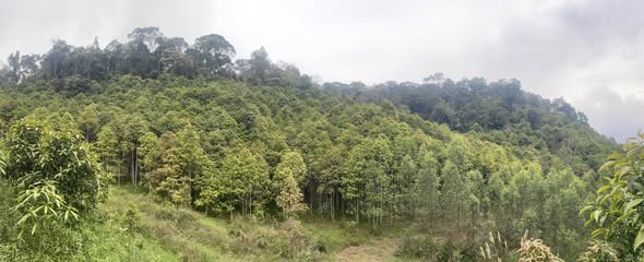 Bán Đất Rừng 2.1ha Na Rì Bắc Kạn - Sẵn Sàng Khai Thác